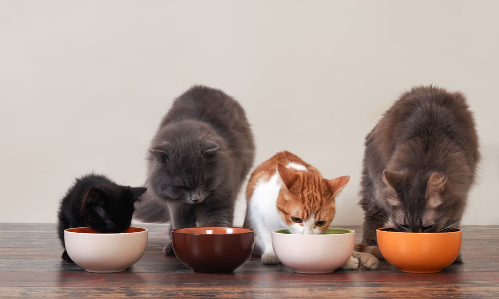 katten aan het eten